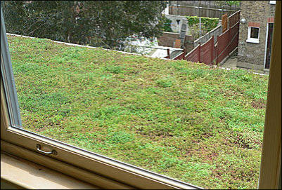 Green Roofing Taunton