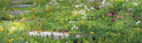 Green Roofs Taunton