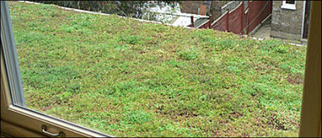Green Roofing Taunton
