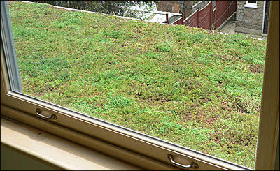Green Roofing Taunton